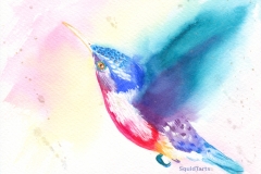 hummingbird-web